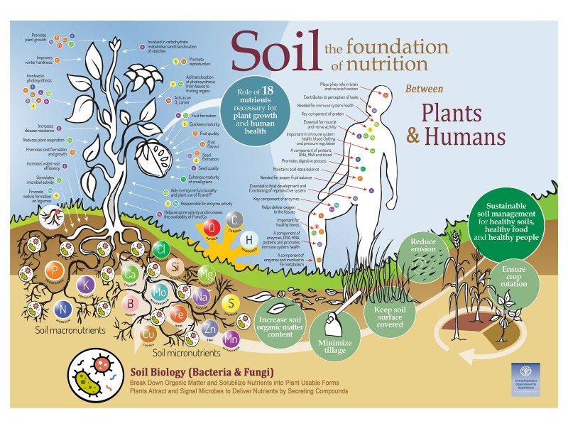 compost-soils-the-foundation-of-nutrition-naturcycle